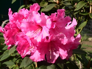 Rhododendron Williamsianum Hallelujah